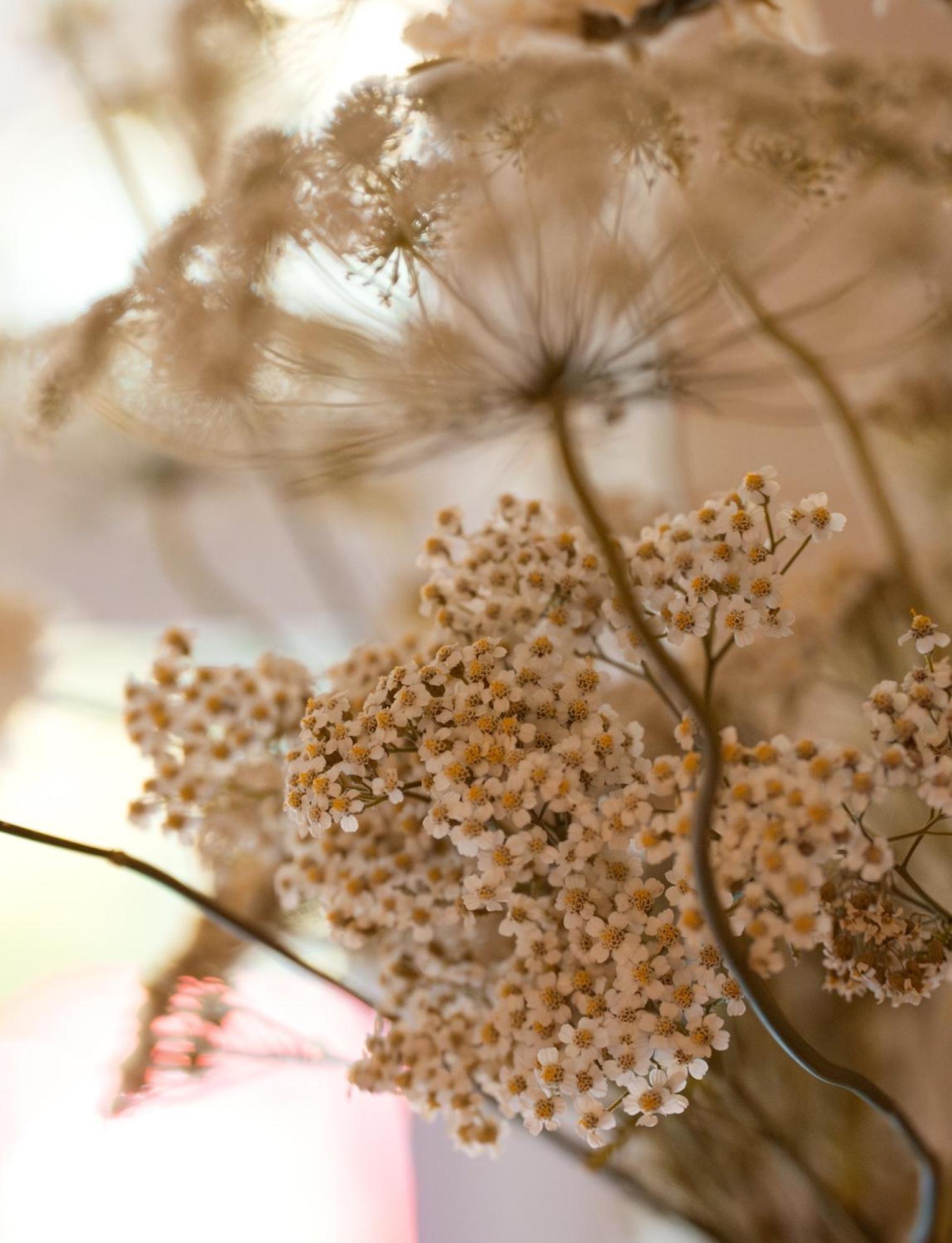 Leighton House - Boutique Guesthouse Bath Eksteriør bilde Dried chamomile flowers